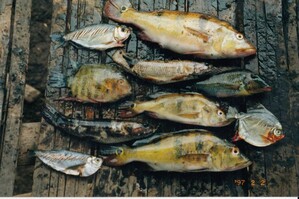 A typical family catch on the River Marañón in Peruvian Amazonia. Small fish account for large part of freshwater fisheries' landings. <br>Image: Pavel Toropov